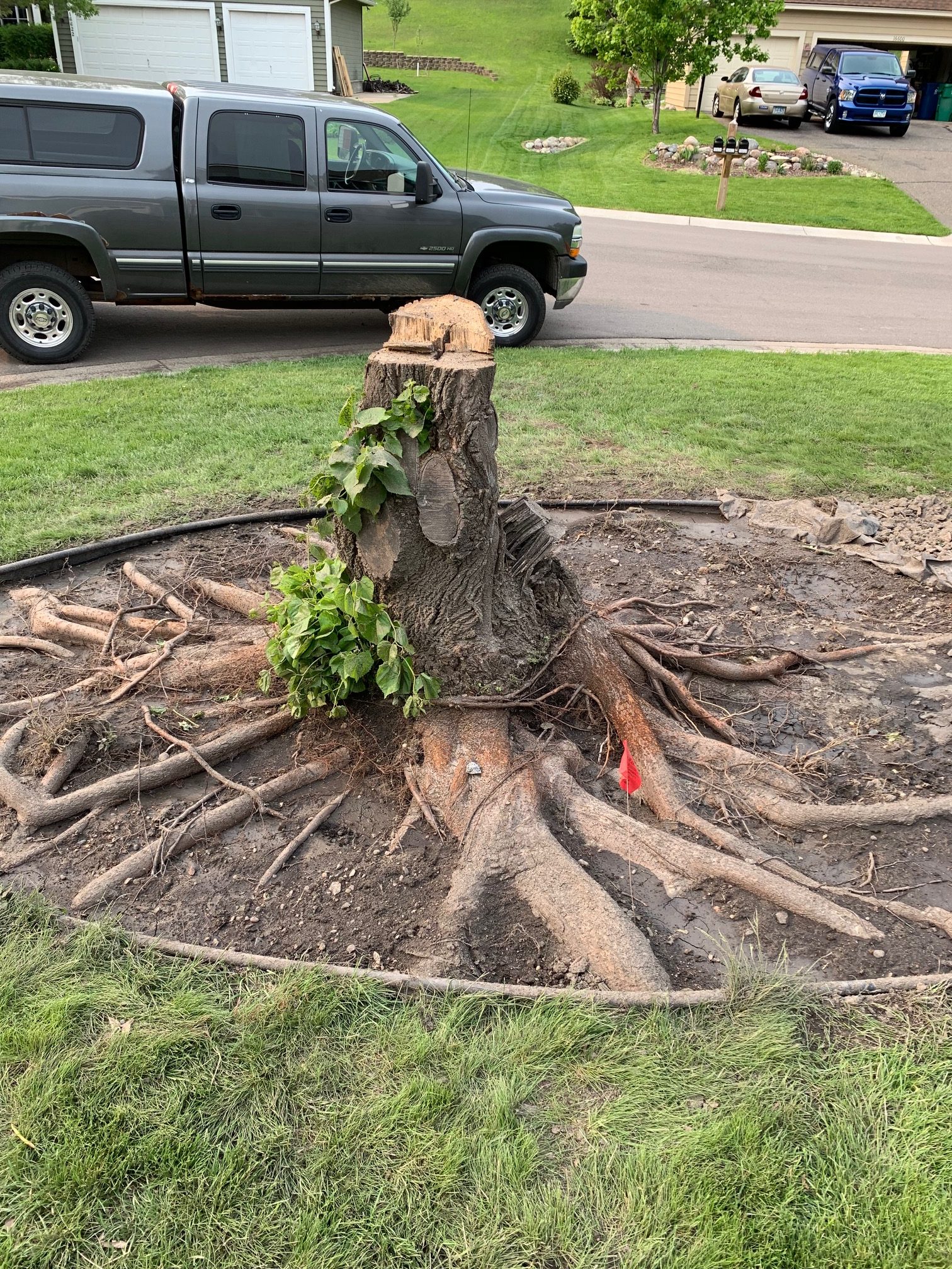 Bye Bye Stumps - Expert Stump Grinding Minneapolis