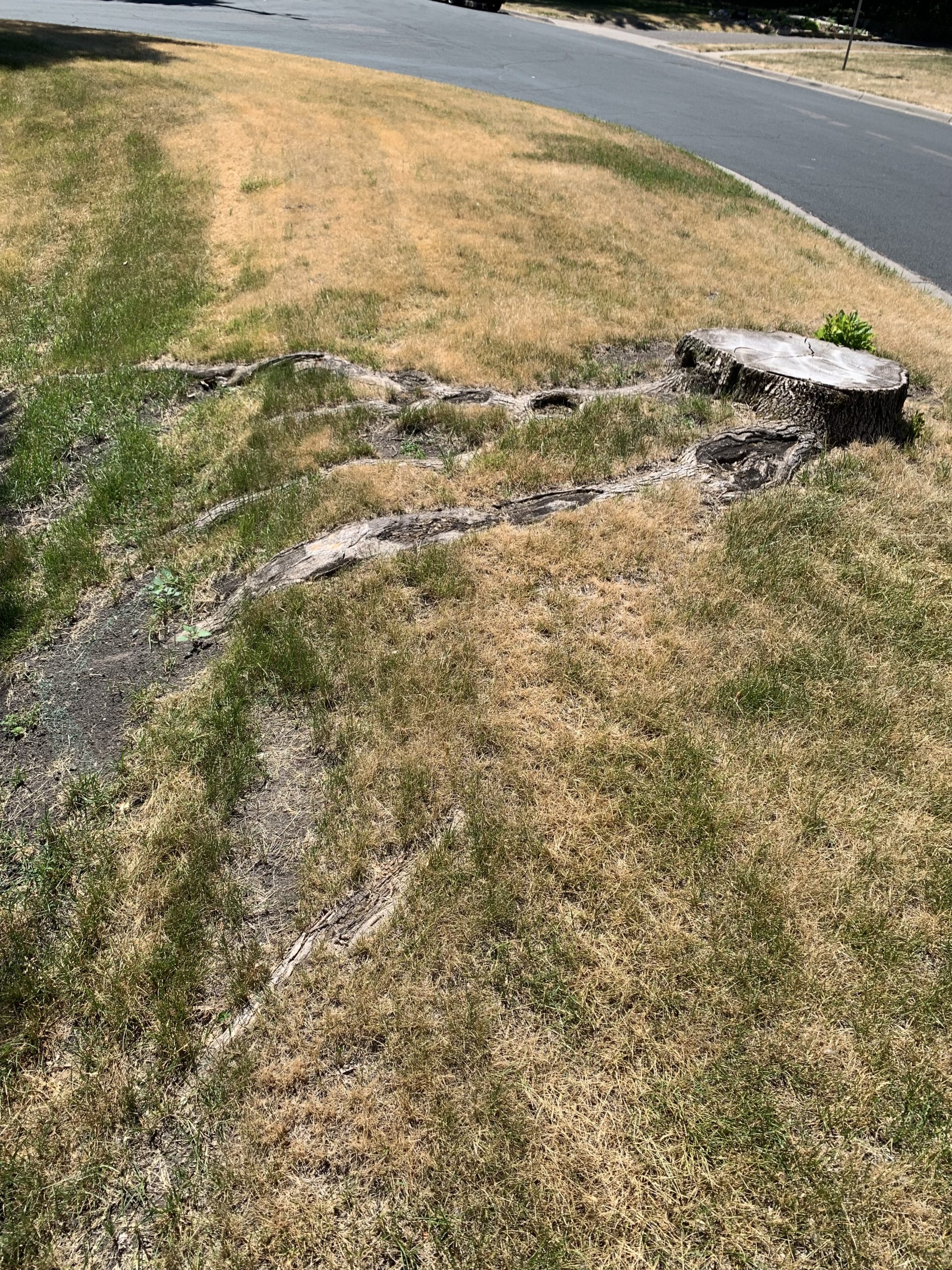 Bye Bye Stumps - Expert Stump Grinding Minneapolis