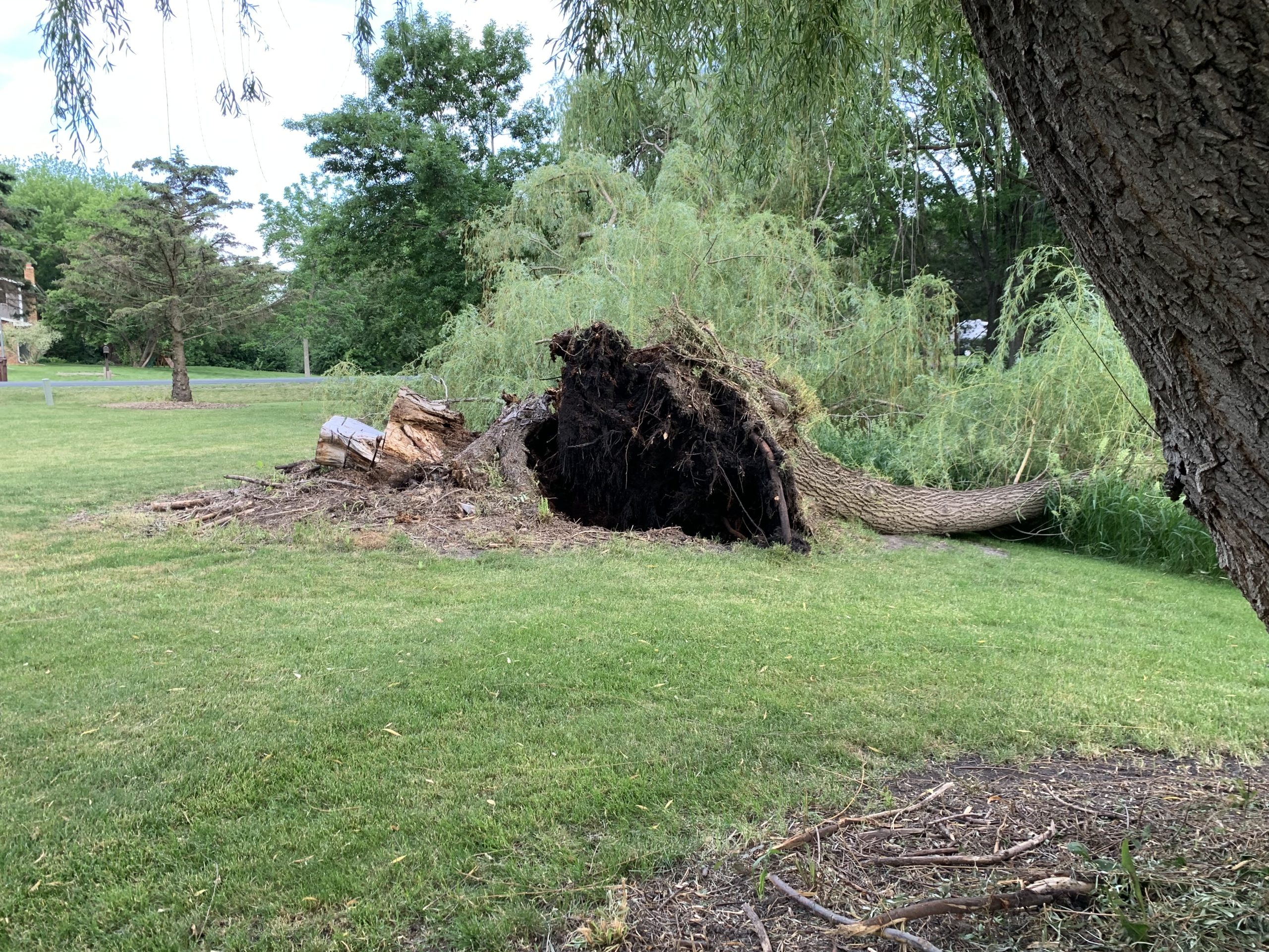 Bye Bye Stumps - Expert Stump Grinding Minneapolis